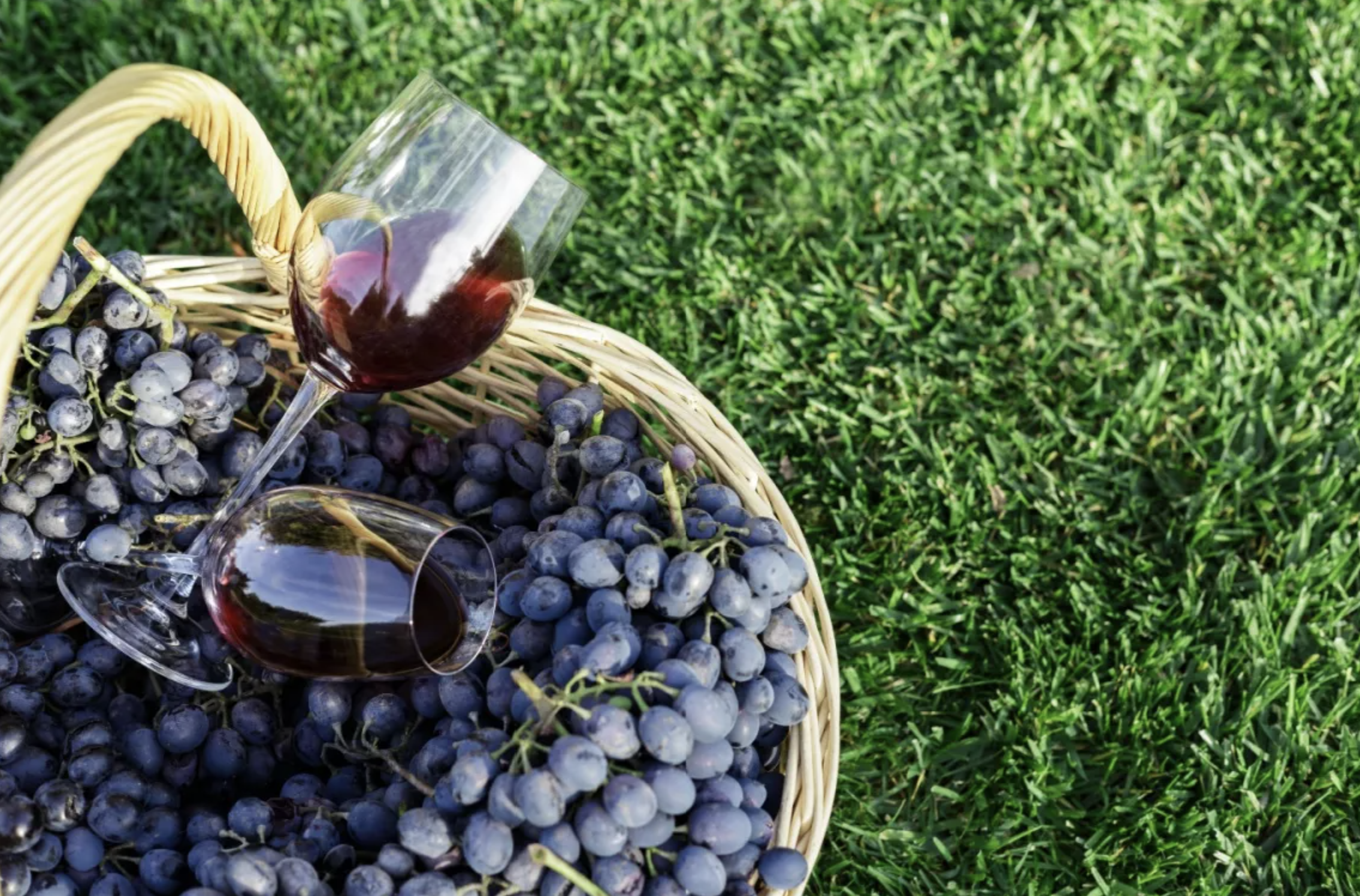 Read more about the article Pinot Noir inny niż wszystkie?