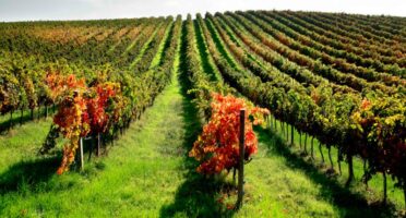 Rewolucja w winnicy naszego partnera Velenosi Vini